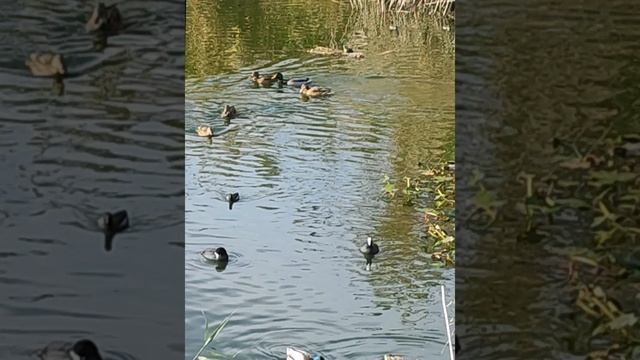 Релакс на осеннем пруду. Природа живёт своей жизнью.