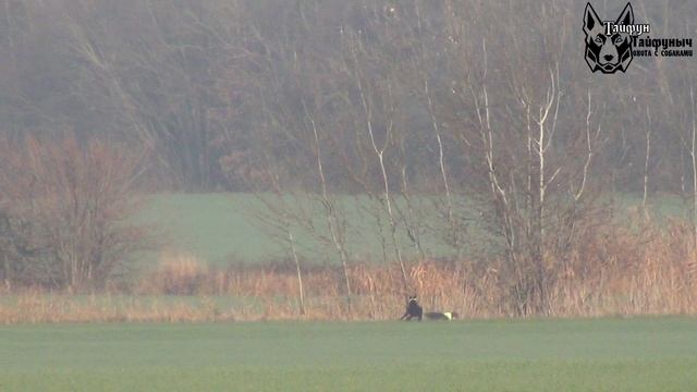 Охота на зайца с собаками сезон 2025-2026г (22 часть)