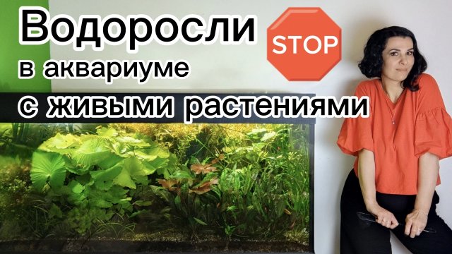 Борьба с водорослями в аквариуме травнике