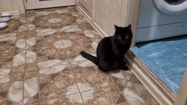 Кошачьи будни