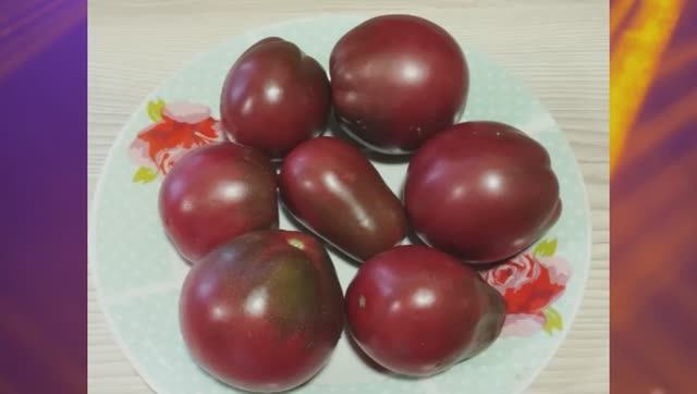 Томаты для открытого грунта. Какие сорта оказались более устойчивы к похолоданиям.  г. Киров