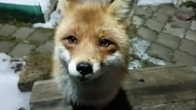 (1184) Лиса приходит в гости. Ноябрь 2025