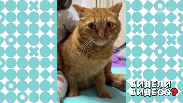Кот Персик терпит объятия Видели видео? Фрагмент выпуска от 30.11.2025