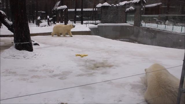 Белка и Стрелка выспались, походили и дождались ужина 27.11.2025