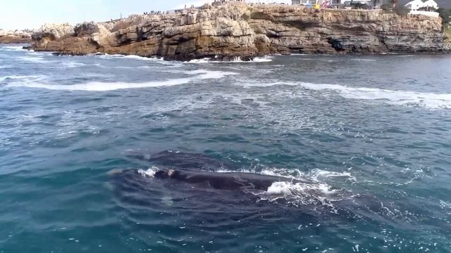 741 Гц, очистить от инфекций и токсинов, очистить ауру, повысить иммунную систему, медитация