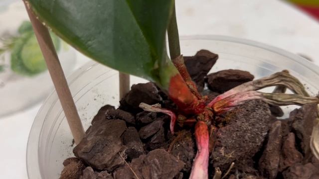 Я убила орхидею!