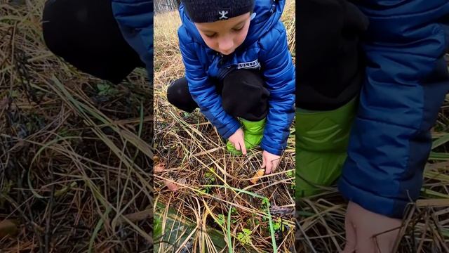 Собираем польские грибы в ноябре