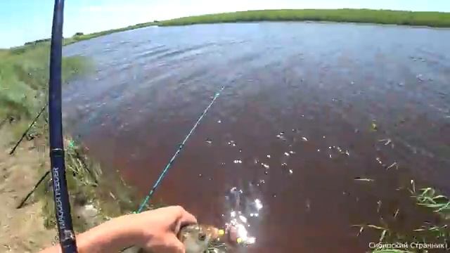 Долго его вытаскивал.Рыбалка на фидер в Сибири.