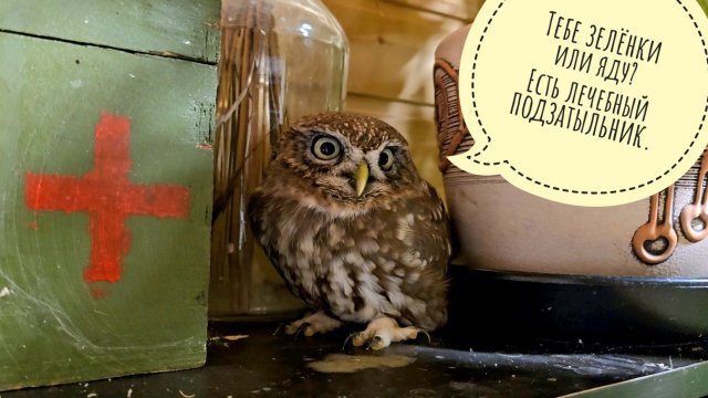 Отчёт совам о поездке в Москву, распаковка новых растений: орхидеи и подарок мечты от Елены Гринь