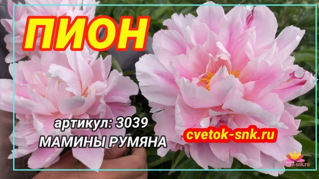 Сеянец Анны Ворошиловой "Мамины румяна"/Сад Ворошиловой