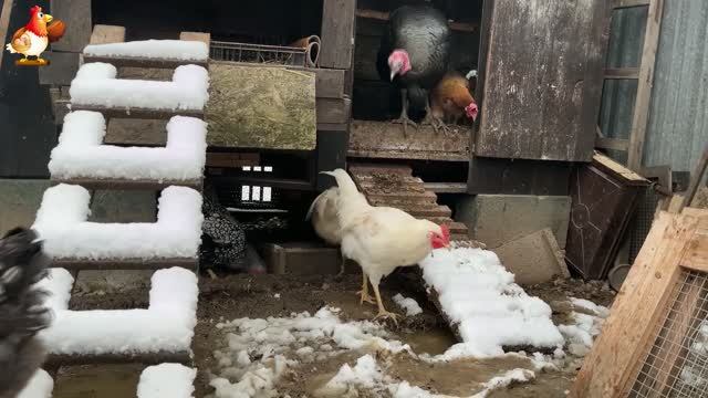 Куры зимой очень счастливы 🤗😂😜   (1)