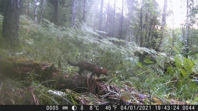 Видео от Тайга Красноярья. Фотоловушки