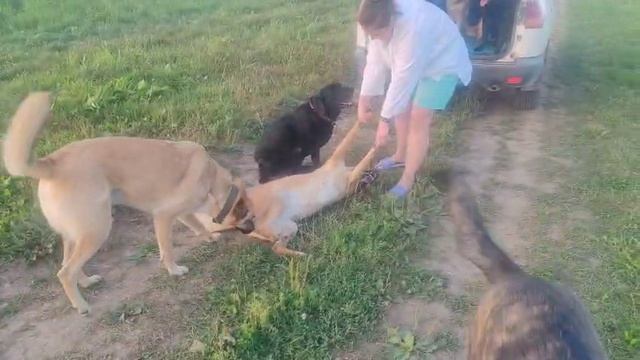 Не всегда собакены хотят домой с прогулки 😅😅😅