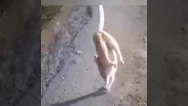 ну мурзик опять за своё взялся ставь 👍