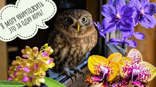 Новые цветения орхидей. Зимняя весна в совином домике. Сыч Лучик дуется из холодильника