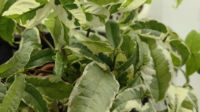 Фикусные пересадки ч3 и ч4☘️. Моя коллекция 🌿🌿🌿