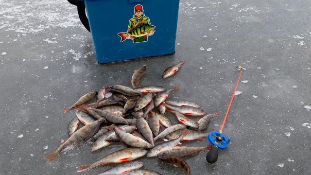 РЫБАЛКА НА БЕЗМОТЫЛКУ ЛОВЛЯ ОКУНЯ.