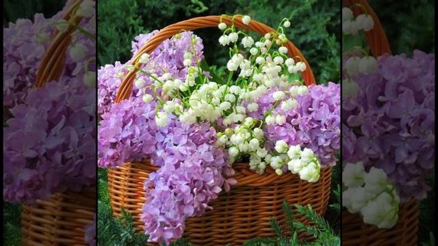 сиреневые облака