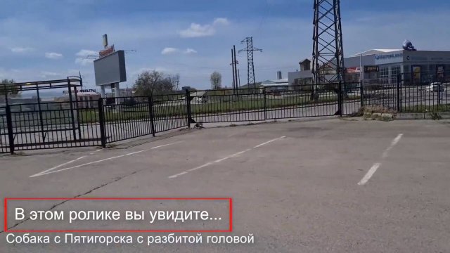 У собаки снят скальп?! Ловим ее с помощью пневмата с усыпительным