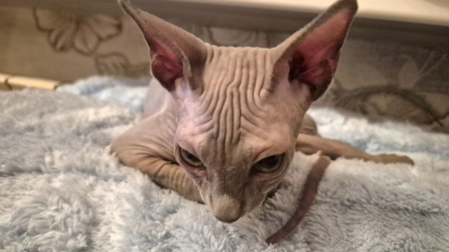Наша лысая кошка. Мишель. Канадский сфинкс.