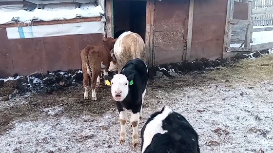 Как дела у телят с фермы/ Готовимся к празднику