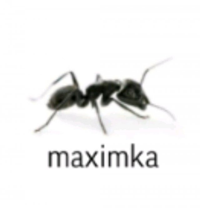 maximka
