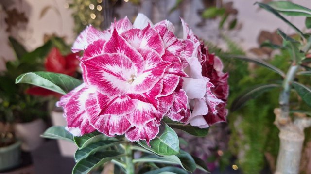 Адениумы- цветение в декабре