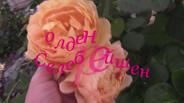 Идеальные сорта роз для юга.