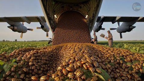 Колорадский жук - главный враг СССР. История захвата.