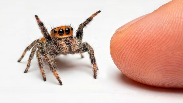 Я ПОДРУЖИЛСЯ С САМЫМ УМНЫМ ПАУКОМ В МИРЕ