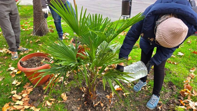 САЖАЕМ ТРИ ПАЛЬМЫ ТРАХИКАРПУС на НАБЕРЕЖНОЙ в ГЕЛЕНДЖИКЕ
