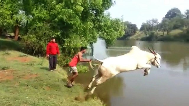 Удивительные случаи с КОРОВАМИ, снятые на видео