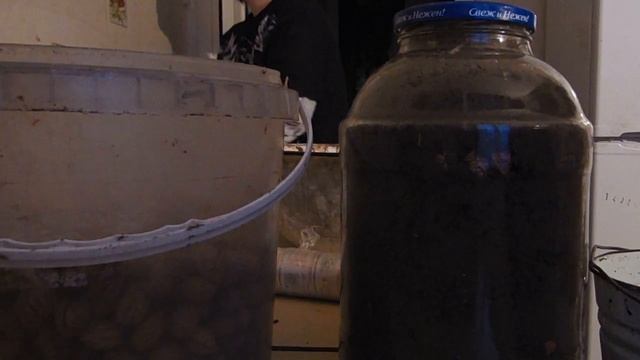 В.Железов. Стратификация косточек персика в зимний период.