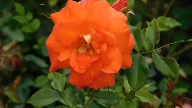 ВИДЕО ПВН ББ (669)