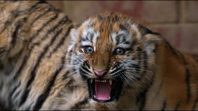 В Московском зоопарке пополнение: родились два амурских тигренка.