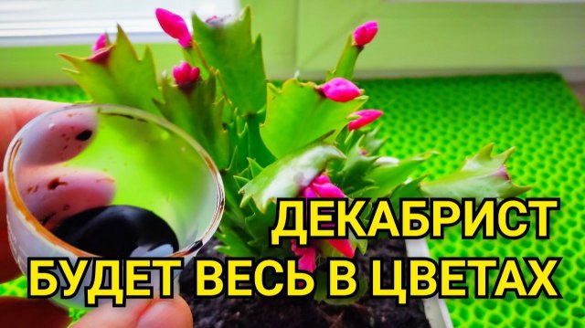 Твой Декабрист не цветет? Секрет в ПРАВИЛЬНОЙ пересадке: секретная техника пересадки Шлюмбергера