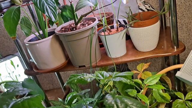 Кордилина вернулась в коллекцию