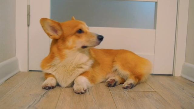 Всем Коржачий привет!