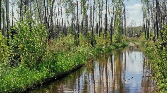 Лесные дороги 🌲🚴♂️🌲