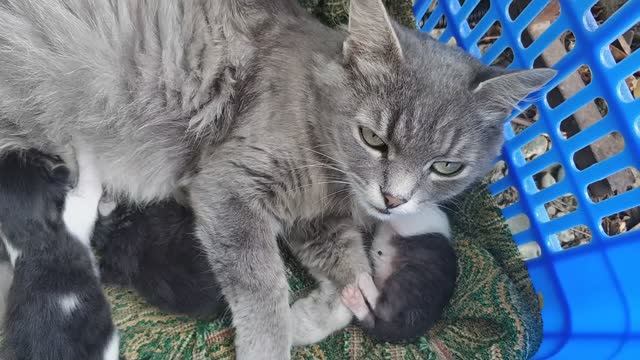 Милка-мама-кошка.