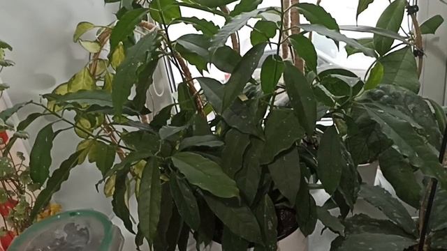 Комнатные Растения На Кухне В Декабре