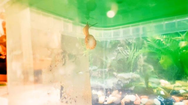 Виноградная улитка: содержание, уход, совместимость, плюсы и минусы