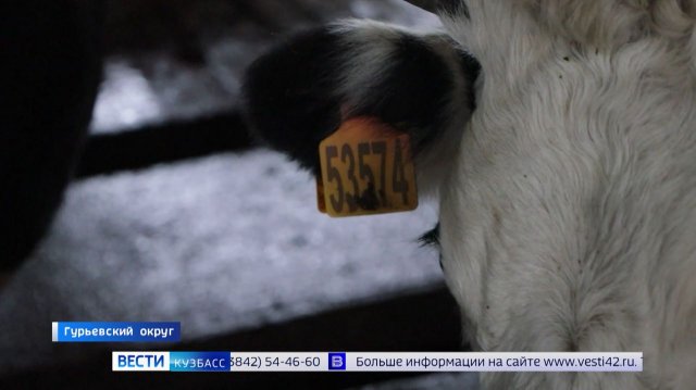 В Кузбассе на развитие семейных ферм в этом году направлено 77,5 млн рублей