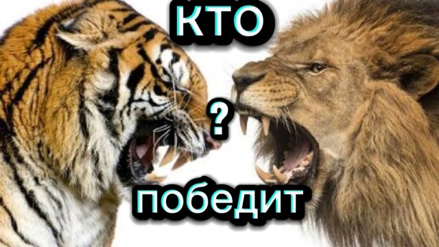 ЛЕВ ПРОТИВ ТИГРА. СХВАТКА ЛЬВА С ТИГРОМ