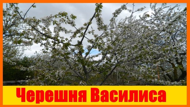 черешня Василиса  // Черешня Василиса (Черешня Vasilisa). Краткий обзор