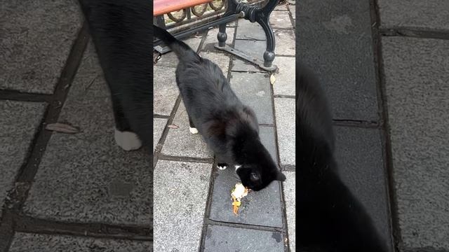 Котейка