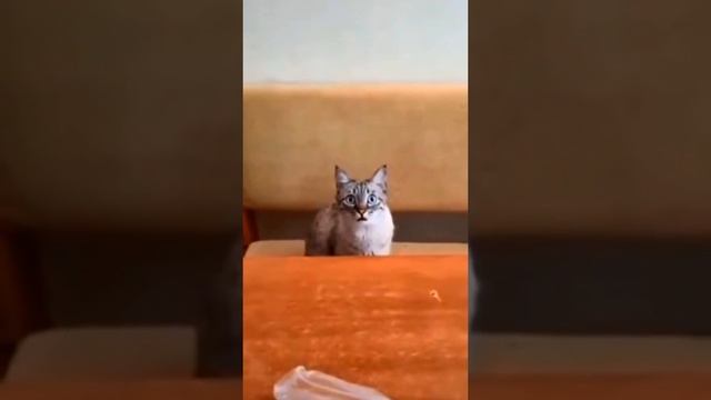 Китя