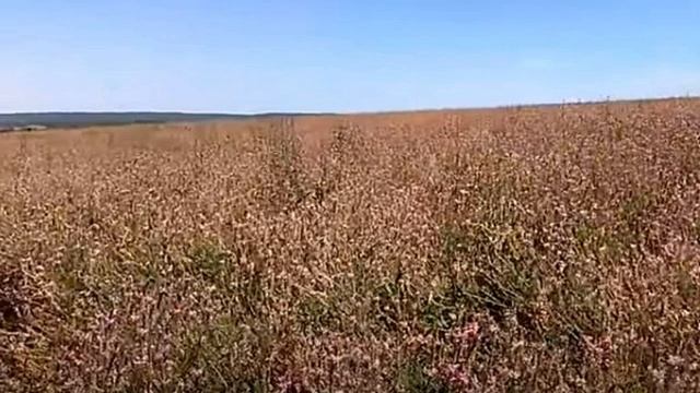 Эспарцет как медонос