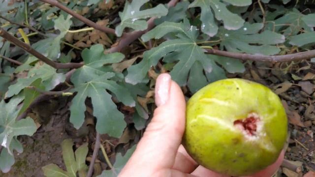 для чего обрываем листья на инжира и других растениях!!! смотрите и удивляйтесь!!!