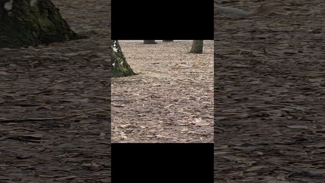 VID_20230326_134931.mp4